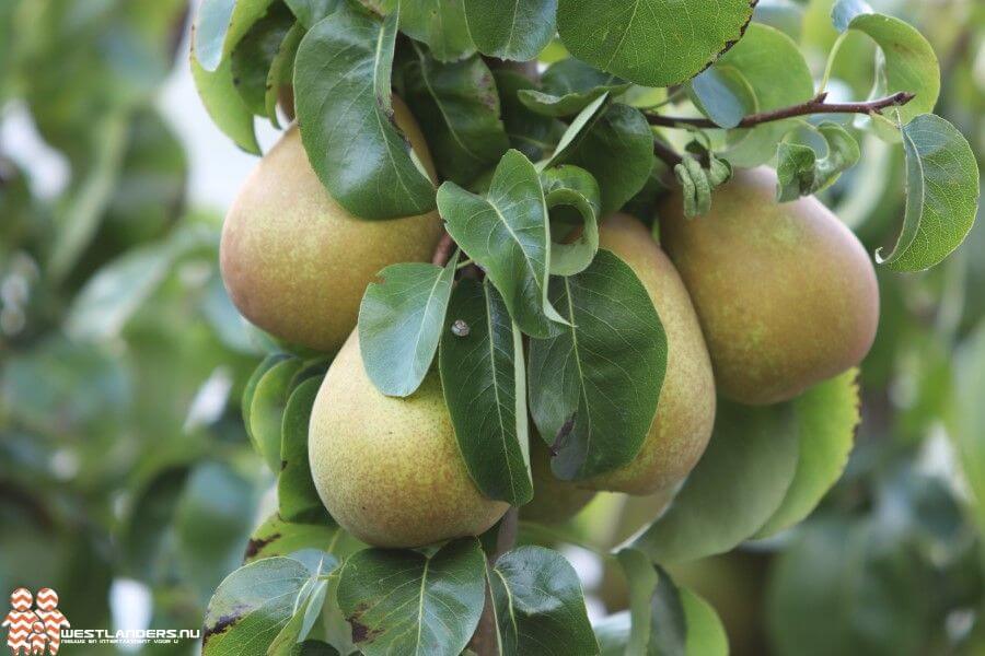 Gemeente voor 0% belastingtarief op groente en fruit