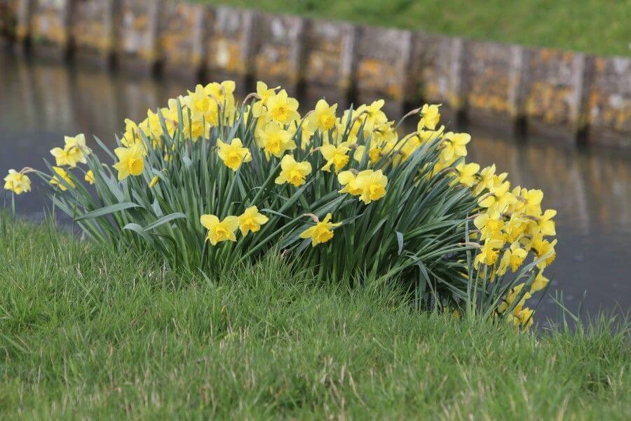 Bollenteelt in Nederland flink gegroeid