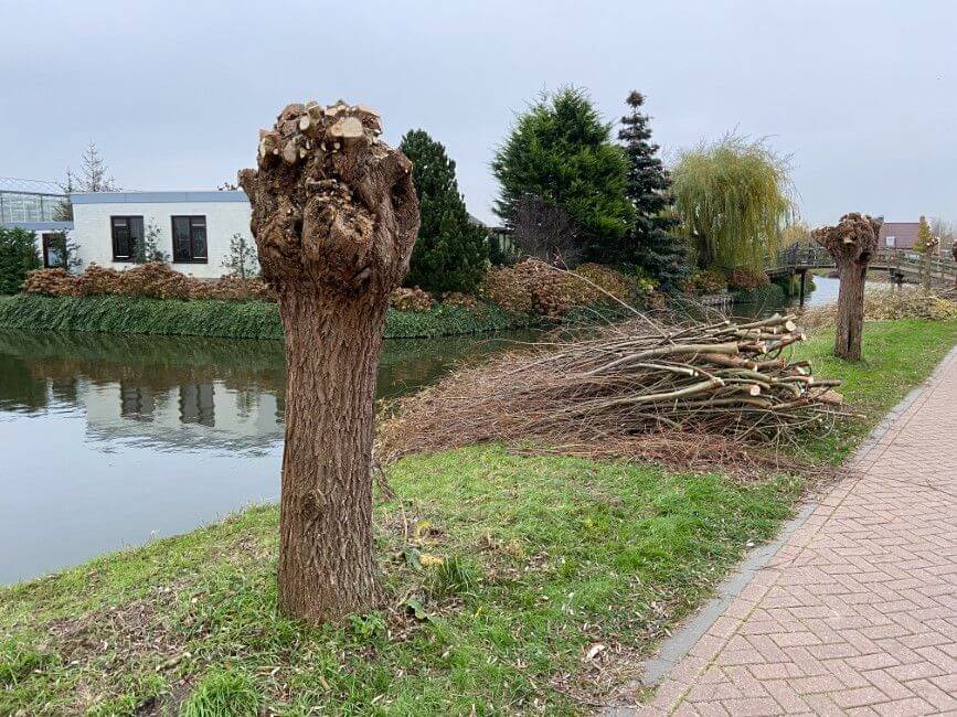 Wilgen knotten op zaterdag 3 februari