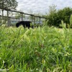 Pas op voor grasaren met honden!
