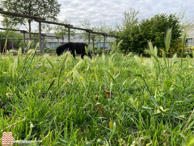 Pas op voor grasaren met honden!