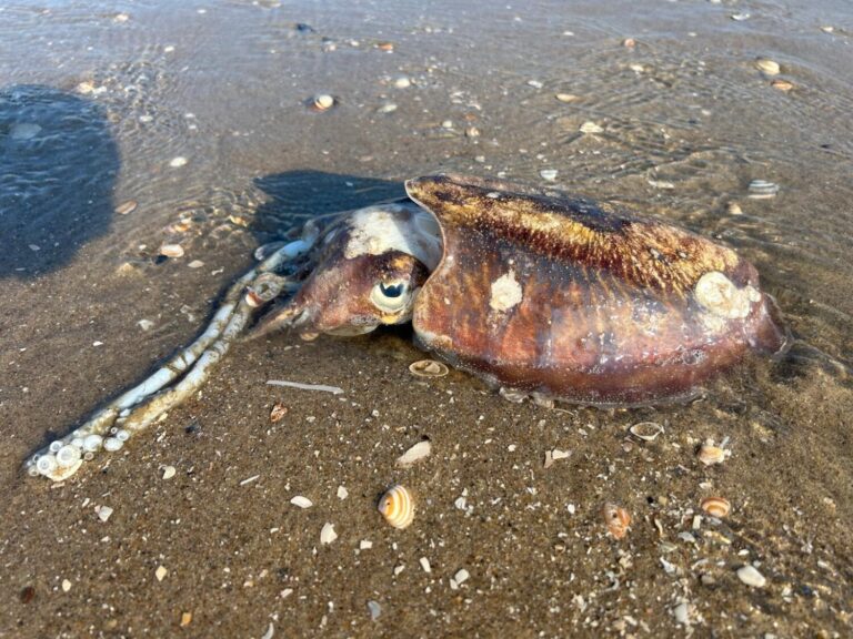 Zeekat gespot op het strand