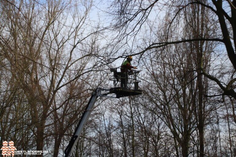 Maassluis kapt bomen met iepziekte