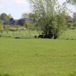 Zuid-Holland krijgt er 200 ha biodiverse akkers bij