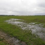 Het voorjaar in Delfland van de regen in de drup