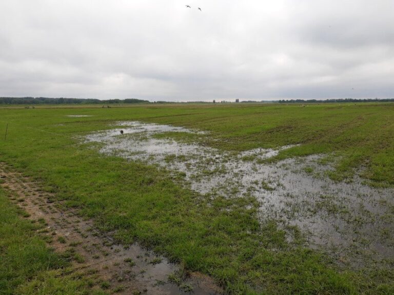 Het voorjaar in Delfland van de regen in de drup