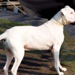 Aanlijn- en muilkorfgebod voor Argentijnse dog