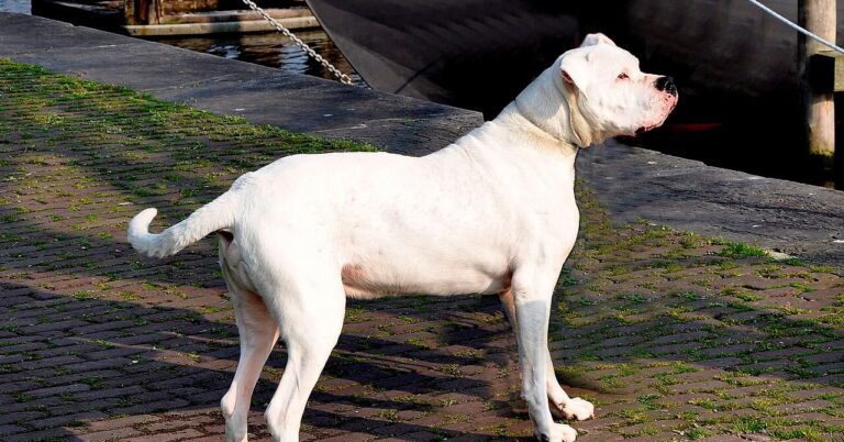 Aanlijn- en muilkorfgebod voor Argentijnse dog