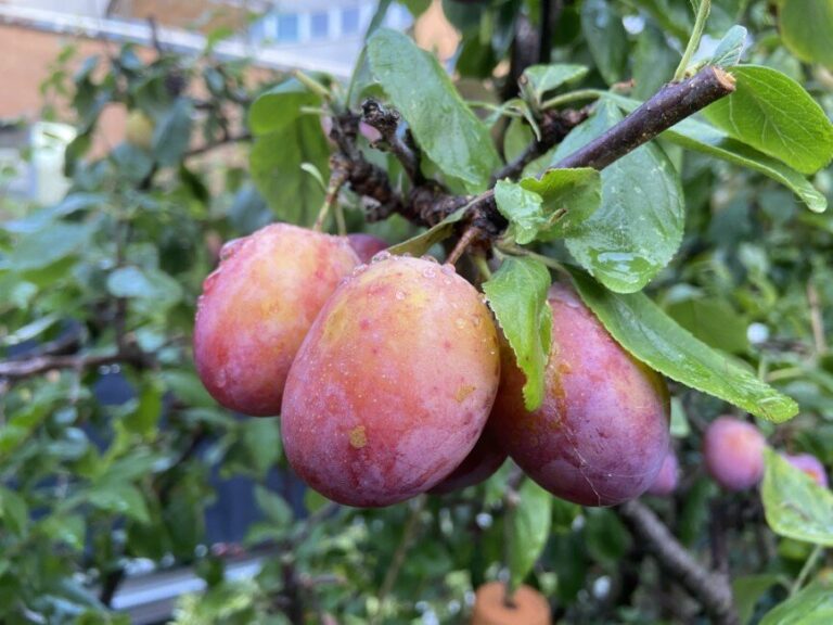 Cijfers kersen, pruimen en perenteelt in Nederland