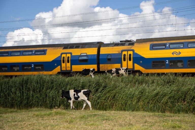 Treinverkeer ontregeld door koeien