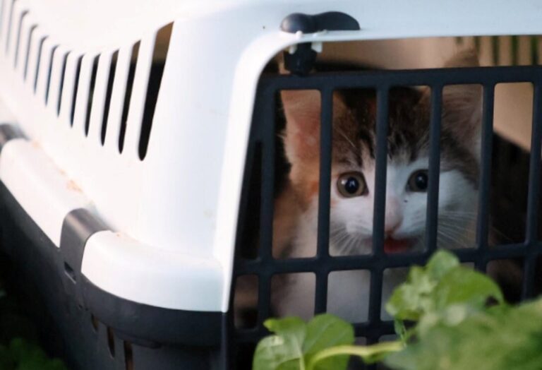 Kitten gedumpt in Wilhelminapark