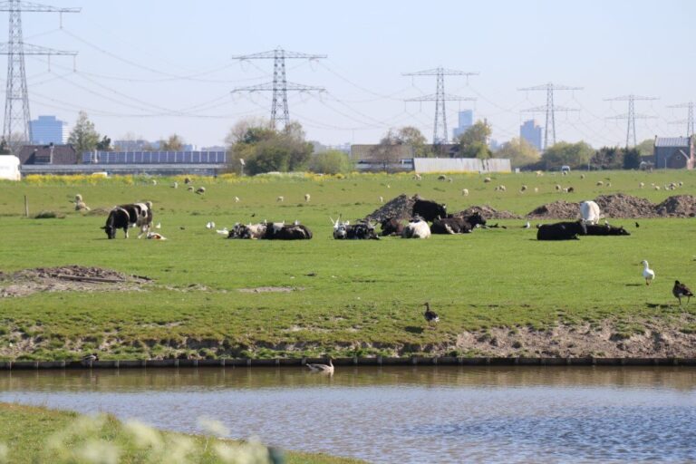 Biologische melkkoe ruim 40 dagen langer in de wei