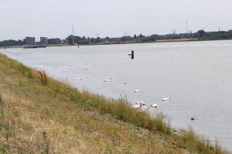 Ontwerp klaar voor nieuwe natuur in het Scheur