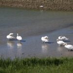 Vogelzorgcentrum de Houtsnip heeft dringend hulp nodig