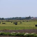 Boeren mogen vanggewassen inzaaien tot 21 oktober