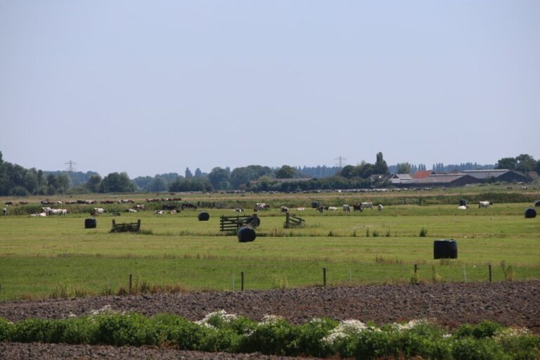 Boeren mogen vanggewassen inzaaien tot 21 oktober