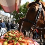 Paarden voor Prinsjesdag verwend met lunch