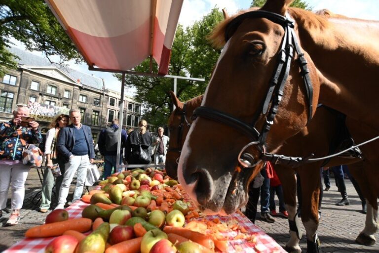 Paarden voor Prinsjesdag verwend met lunch