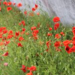 Stand van zaken groenonderhoud in Westland