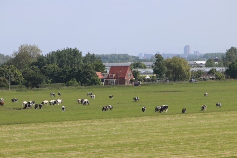 Mogelijkheden onderzoeken voor verminderen mestoverschot