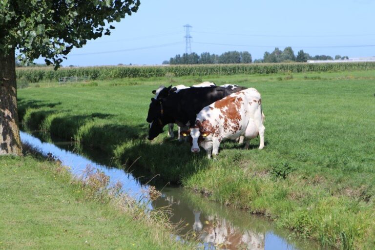 Melkveestapel iets gekrompen in 2024