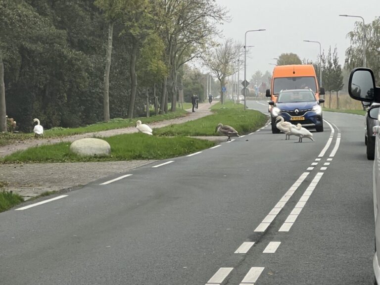 Zwanen hebben de tijd