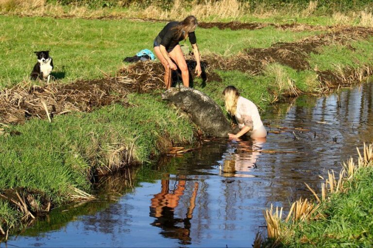 Dames in actie voor 15 schapen te water