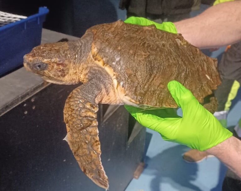 Dikkopschildpad gevonden op het strand