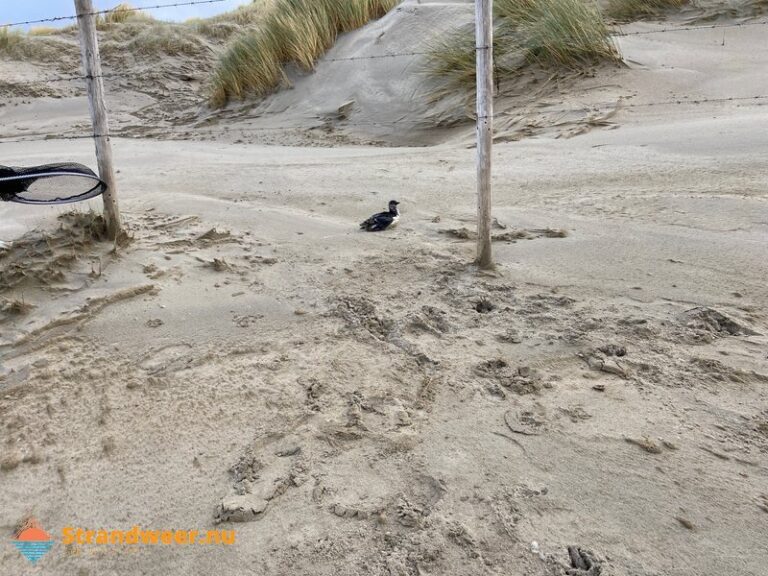 Zeevogels onder de paraffine op het strand