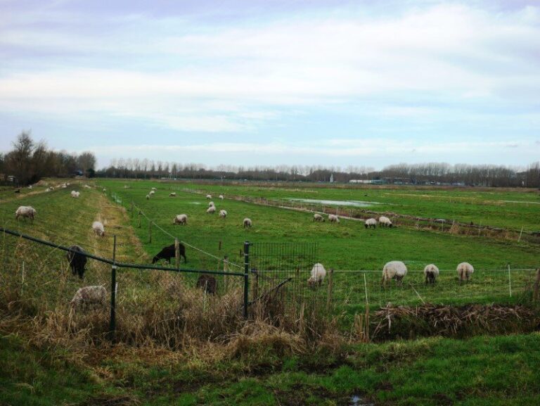 Fracties Delfland uiten zorgen over Metropolitaan fietspad