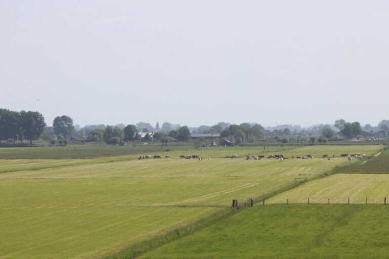 Maatregelen in kalversector vanwege mond-en-klauwzeer in Duitsland