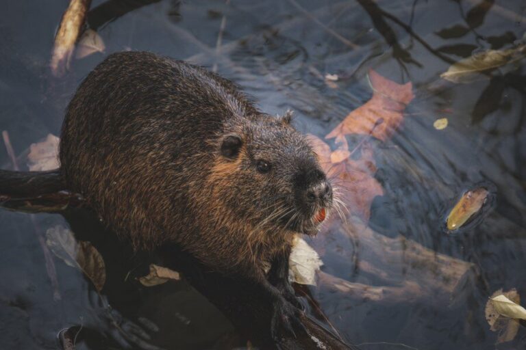 Vorig jaar meer muskusratten gevangen in Delfland