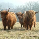 Schotse Hooglanders overleden na aanvallen door honden