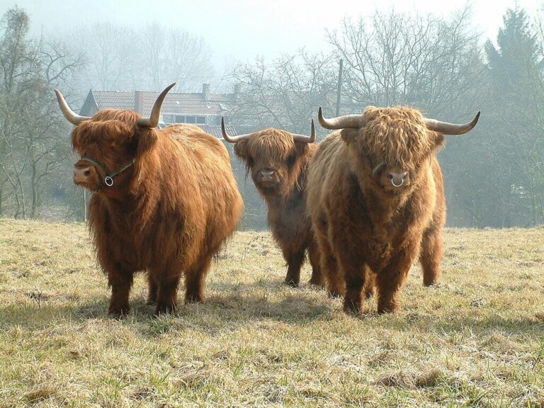 Schotse Hooglanders overleden na aanvallen door honden