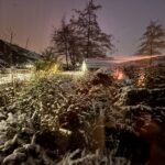 Kerstbomen inzamelen voor Alpe d’ HuZes