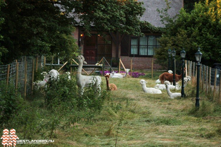 Toelichting college rondom terugkeer alpaca ’s Poeldijk