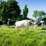 Jaarlijkse koeiendans in Maasland
