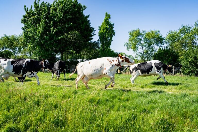 Jaarlijkse koeiendans in Maasland