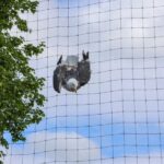 Meeuw vliegt zich vast in net van voetbalkooi