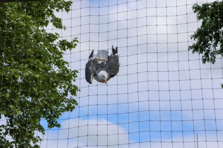 Meeuw vliegt zich vast in net van voetbalkooi
