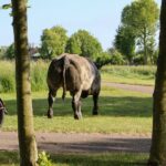 Stier ontsnapt via sloot