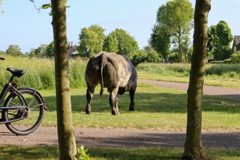Stier ontsnapt via sloot