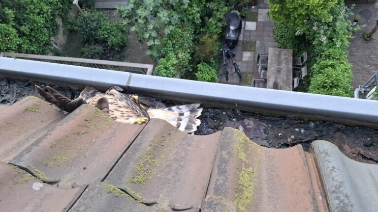 Roofvogel gered uit dakgoot na klap tegen raam