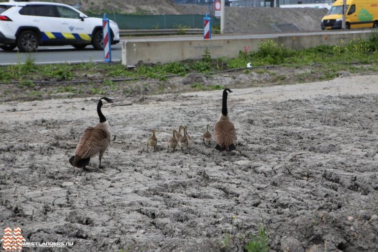 Aantal ganzen in Zuid Holland loopt uit de hand
