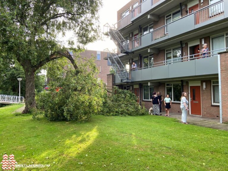 Bewoner met de schrik vrij na afbreken zware boomtak