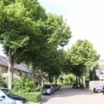 Collegevragen inzake overlastgevende bomen Meibloem