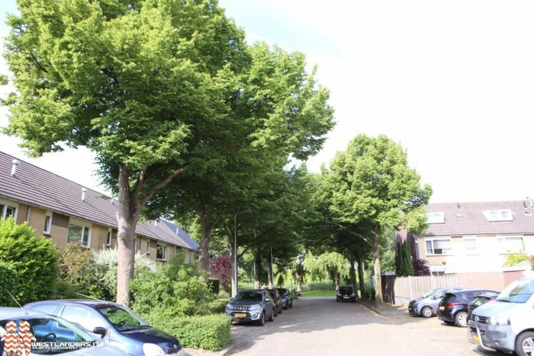 Collegevragen inzake overlastgevende bomen Meibloem